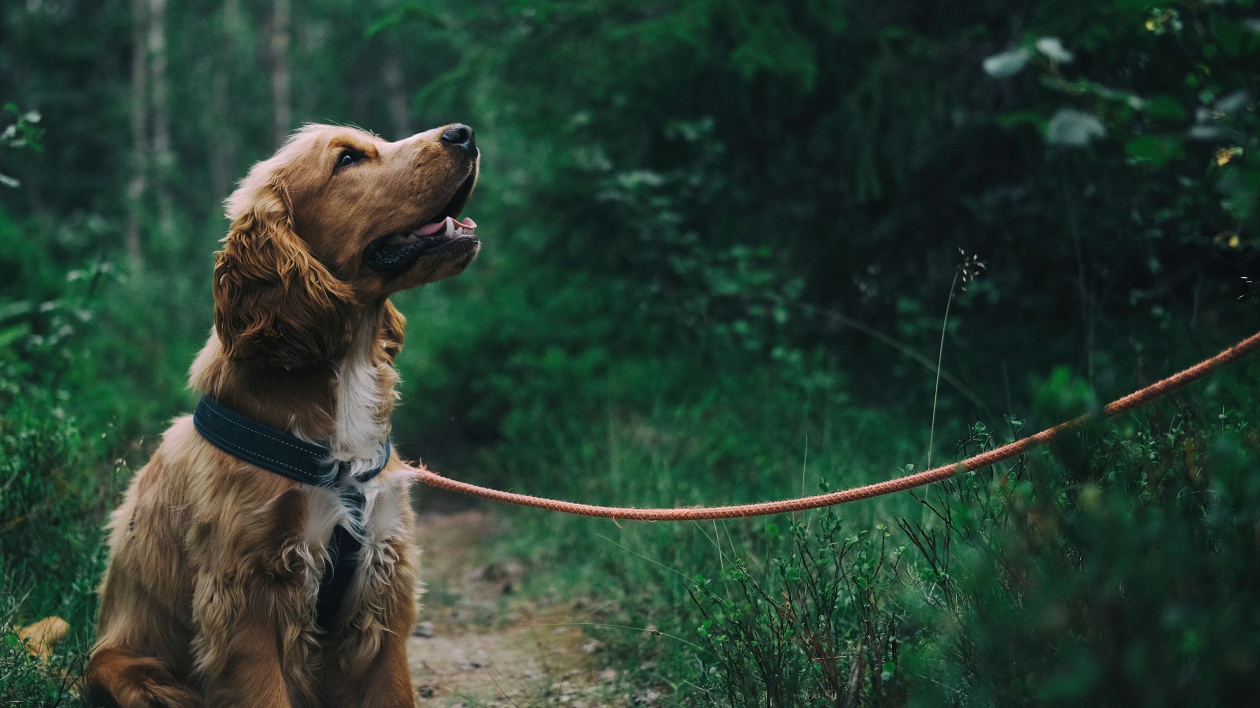 Cocker spaniel on a leash looking up on a forest path